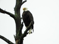 Eagle seen along the way from central MN to northern WI