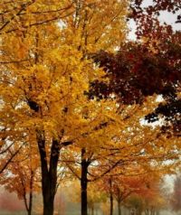 fall Theme Trees