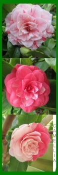 Camellia flowers.... (in one and the same shrub) ☺☺