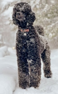 Black Poodle Philip in Snow