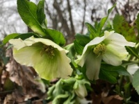 hellebore