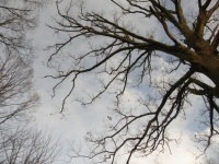 Looking Above