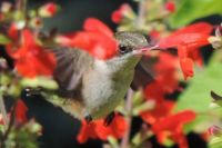 Hummer Feeding on Red Flowers