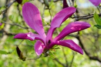 magnolia tulip