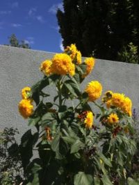 Denver Botanic Gardens