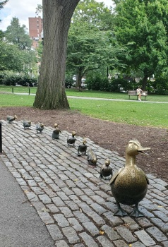 Make Way For Those Ducklings!