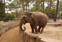 éléphant à Amnéville