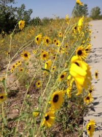 Kearney Flowers