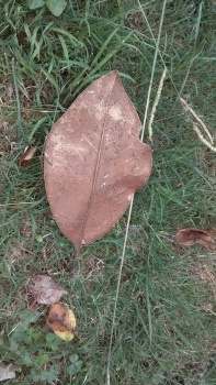 Brown leaf - larger