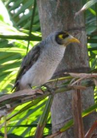 Noisy Miner in the palm tree.