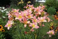 My daylilies