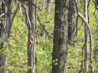 male Northern Cardinal hangin' out