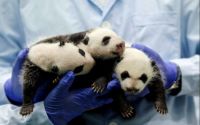 Giant Panda Triplets | One Month Old