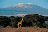 Giraffe admiring Mount Kenya