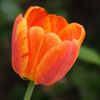 Orange Striped or Variegated Tulip (Apr17P08)