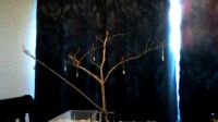 cocoon tree