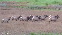 Roosevelt Elk Canadenis Roosevelti Sequim WA