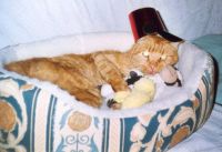 Garfield on his 20th birthday March 2006