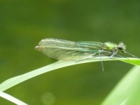 A green dragonfly