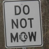 Catty sign