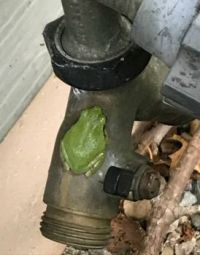 Tree Frog on spigot