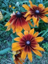 rudbeckia