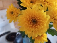 Flowers 3