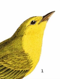 CHILDRENS WARBLER