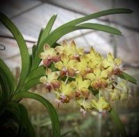 Pretty Vanda lamellata