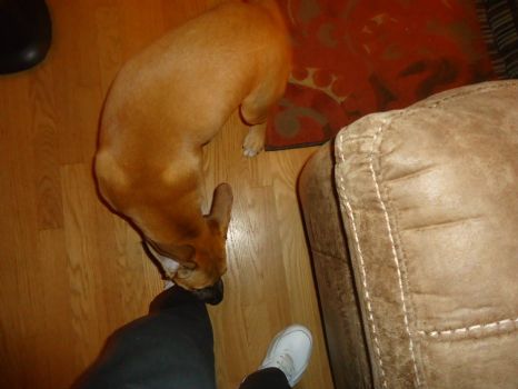 Gracie trying to eat my shoes