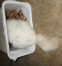 Fancy in the trash can. (rescue kitten)