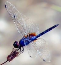 1  ~  'Blue Dragonfly.'