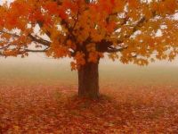 Maple Tree in the Fog