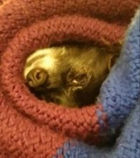 Kirby in the Blanket