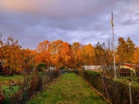 Autumn in the allotments