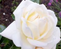 Rose BIGGLES
