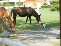 Kitty leads the herd