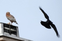 Red-shouldered Hawk harassed by crow near Palomar College, San Marcos, California