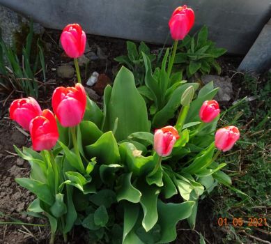Tulipán (Tulipa)