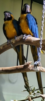 Blue Parrots.