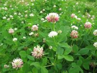 clover (Trifolium hybridum)