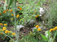 Marigolds in the Cat Garden