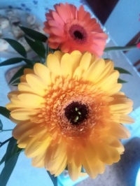 Gerbera