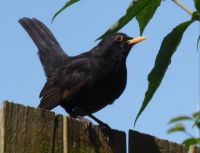 Simply blackbird