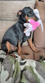 Bonnie with one other mouse 😀