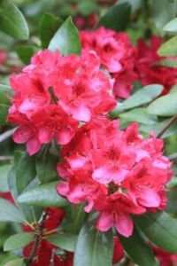 Dot's Rhododendron