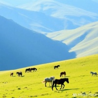Horses at pasture