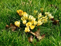 Crocuses