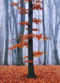Ukraine Tree