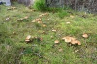 Delicious mushrooms